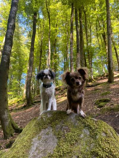 57. Handy Foto Challenge - klettern-Beitrag-Bild