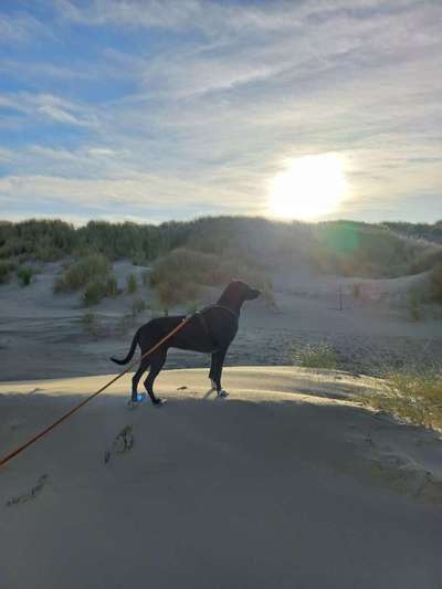 Eurohound (Europäischer/Skandinavischer Schlittenhund)-Beitrag-Bild