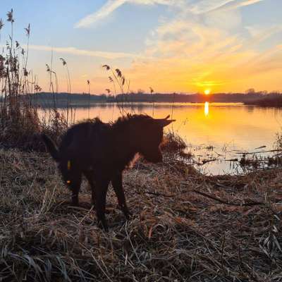 Dogorama Photo Challenge - Hunde in Action-Beitrag-Bild