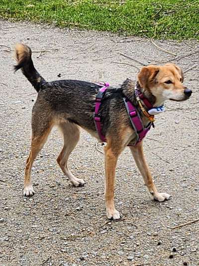 Wie sitzt mein Geschirr?-Beitrag-Bild