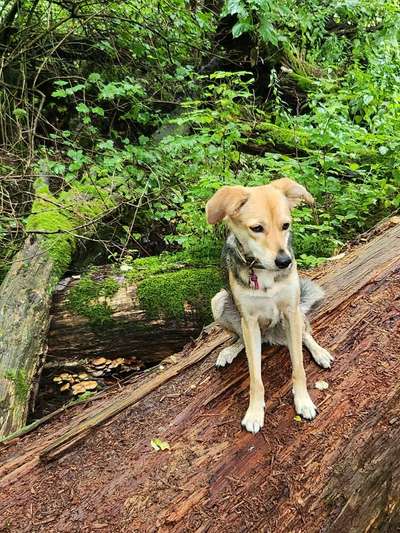 Foto -Challenge  Thema : Dein Hund Im Wald-Beitrag-Bild