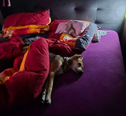 Darf der Hund bei Euch im Bett schlafen?-Beitrag-Bild