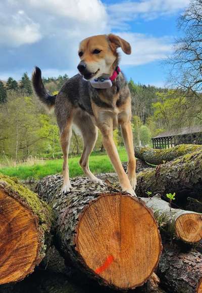 Handy Foto Challenge Nr. 49: Mein Freund der Baum-Beitrag-Bild