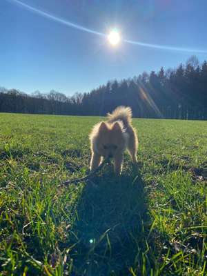 Hundetreffen-Gemeinsames Spazierengehen in Königsfeld-Bild