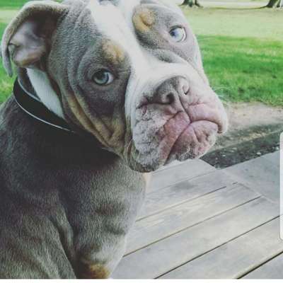 Welpen Bilder !-Beitrag-Bild