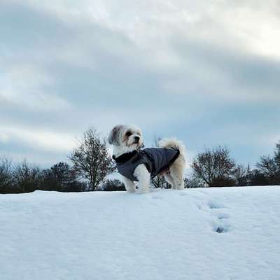 Hundetreffen-Spiel & Spaziergänge in Wardenburg-Bild