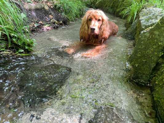 Cocker Spaniel-Beitrag-Bild