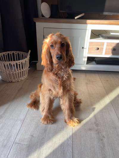 Cocker Spaniel-Beitrag-Bild