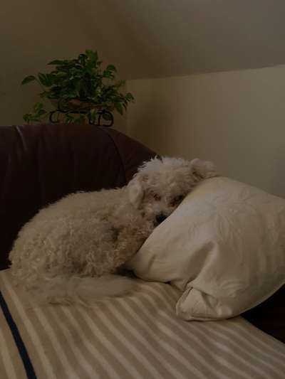 Futterbeutel Apportieren - Wie wird das Training richtig aufgebaut?-Beitrag-Bild