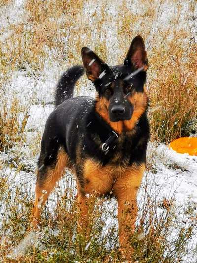 Dogorama Photo Challenge - Portrait-Beitrag-Bild