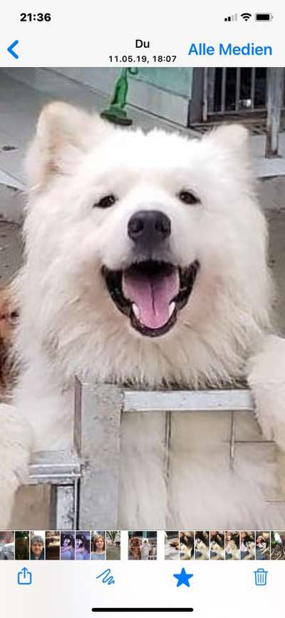 Fotochallenge Nr. 59 - Mein Hund zeigt die Zunge-Beitrag-Bild