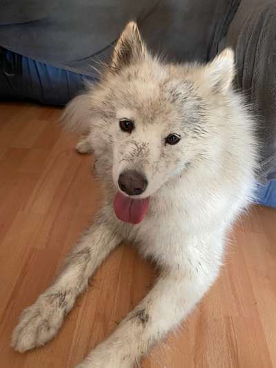 Fotochallenge Nr. 59 - Mein Hund zeigt die Zunge-Beitrag-Bild