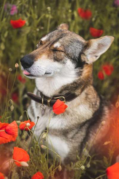 Fotochallenge Nr. 59 - Mein Hund zeigt die Zunge-Beitrag-Bild