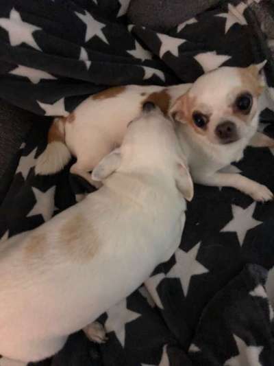 Bester Freund, Hundekumpel - zeigt her!-Beitrag-Bild