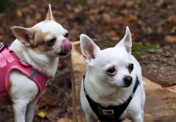 Dein Hund im Dogorama-Kalender 2021-Beitrag-Bild
