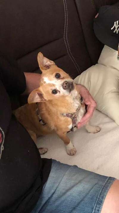 Hund macht nur auf Gehweg-Beitrag-Bild