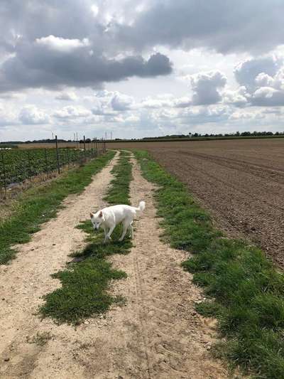 Wo seid ihr gerade mit euren Hunden?-Beitrag-Bild