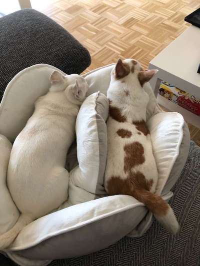 Die unbequemsten und lustigsten Schlafpositionen-Beitrag-Bild