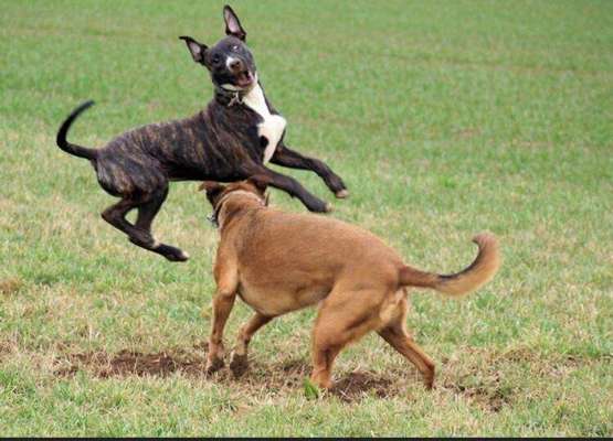 Hunde Memes-Beitrag-Bild