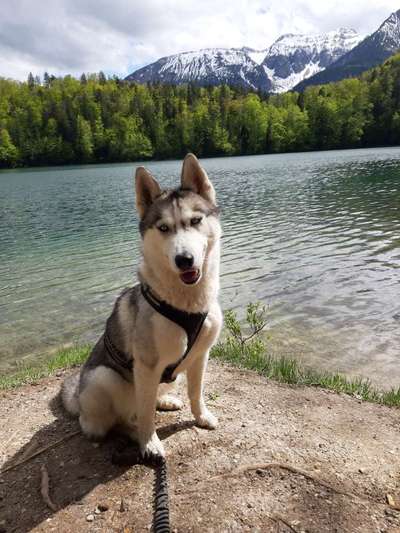 Dogorama-Monats-Challenge-Mai "Wasser"-Beitrag-Bild