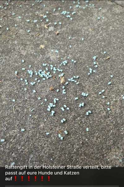 Giftköder-Rattengift-Bild