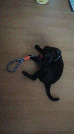 Welpen Bilder !-Beitrag-Bild