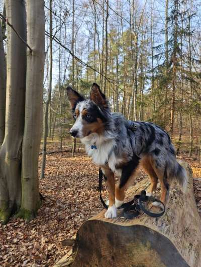 Hundetreffen-Spatzieren, wandern, Toben-Bild