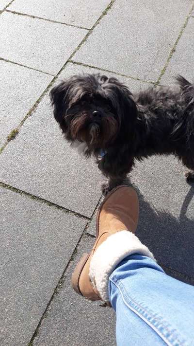 bolonka zwetna 😁-Beitrag-Bild