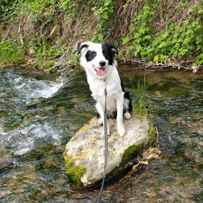Hundetreffen-Suche Mitstreiter für kleine Wanderungen-Bild