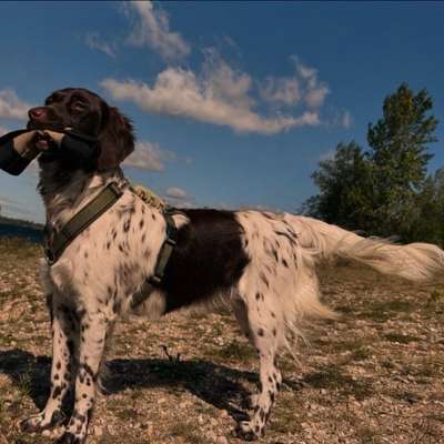 Hundetreffen-Gassirunde mit trainingseinheit