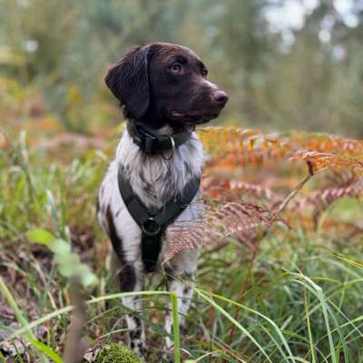 Hundetreffen-Gassirunde mit trainingseinheit