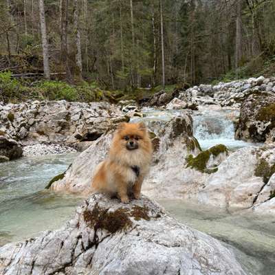 Hundetreffen-Spieltreffen-Bild