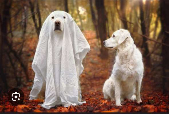 Hundetreffen-Halloween Hunde Stunde-Bild