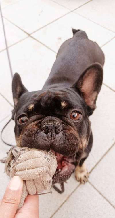 Hundetreffen-Gassirunde , spielen-Bild