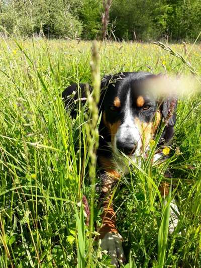 Dogorama Photo Challenge - Frühlingserwachen-Beitrag-Bild