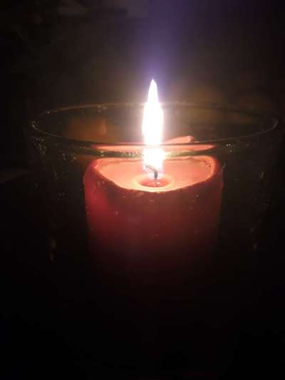 Dringende Hilfe: Hund isst nichts/Apathie-Beitrag-Bild