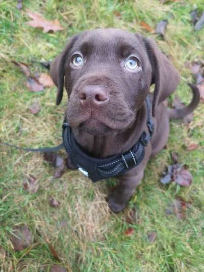 Labradorfans-Beitrag-Bild