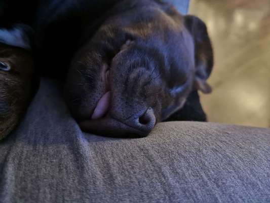 Welpen Bilder !-Beitrag-Bild