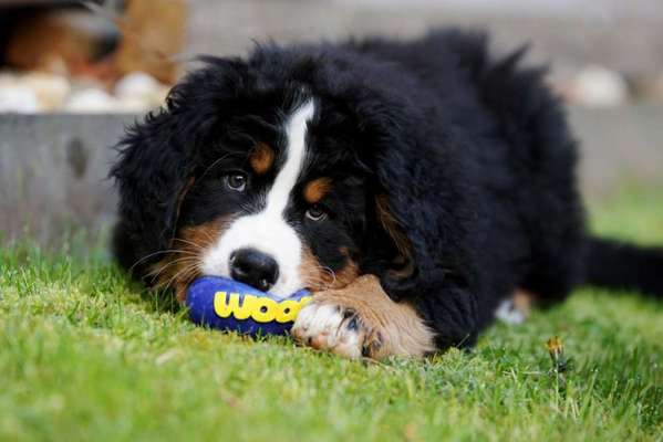 Welpen Bilder !-Beitrag-Bild