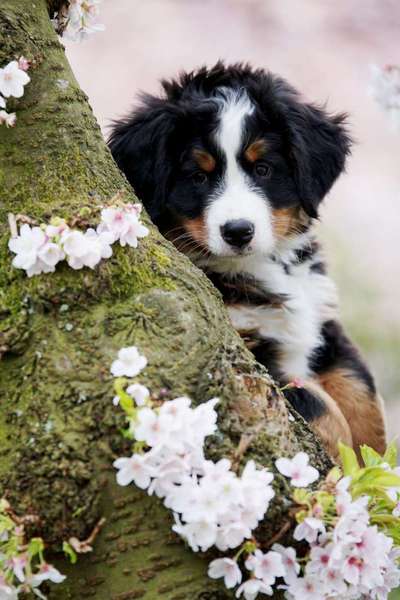 Welpen Bilder !-Beitrag-Bild