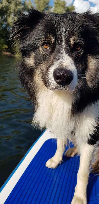 Dogorama-Monats-Challenge-Mai "Wasser"-Beitrag-Bild