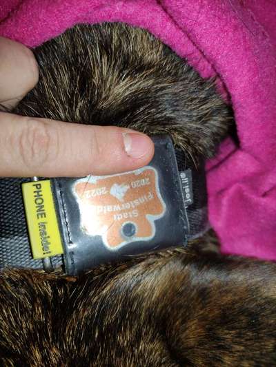 Hundemarke - verschiedene Halsbänder-Beitrag-Bild