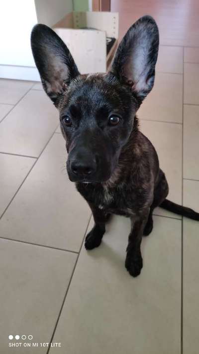 Zecken ....-Beitrag-Bild