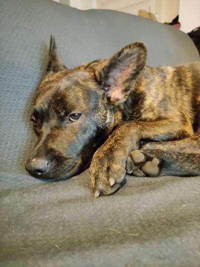 Vollkastration Hündin-Beitrag-Bild