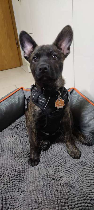 Wer hat noch alles einen Französischen Bulldoggen Mix ???-Beitrag-Bild