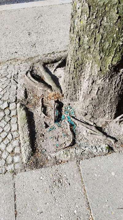 Giftköder-Blaukorn/Rattengift-Bild