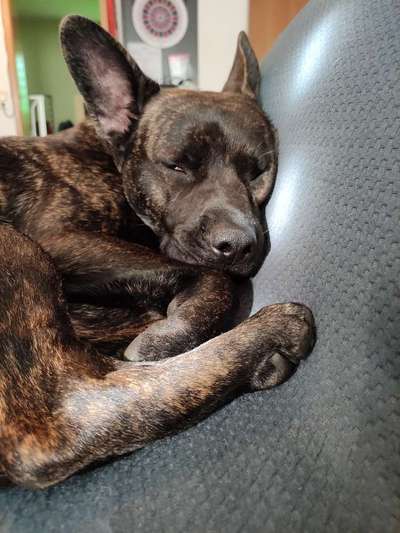 Bulldoggen mix-Beitrag-Bild