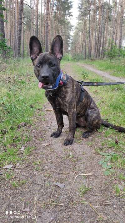 Die Dogorama Monats Challenge "Es grünt und blüht"-Beitrag-Bild