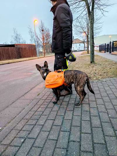 Empfehlungen für Hunderucksack-Beitrag-Bild