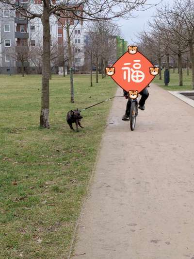Leinenführigkeit am Fahrrad/Joggen-Beitrag-Bild